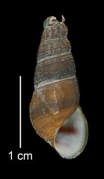 Image of Juga plicifera (I. Lea 1838)