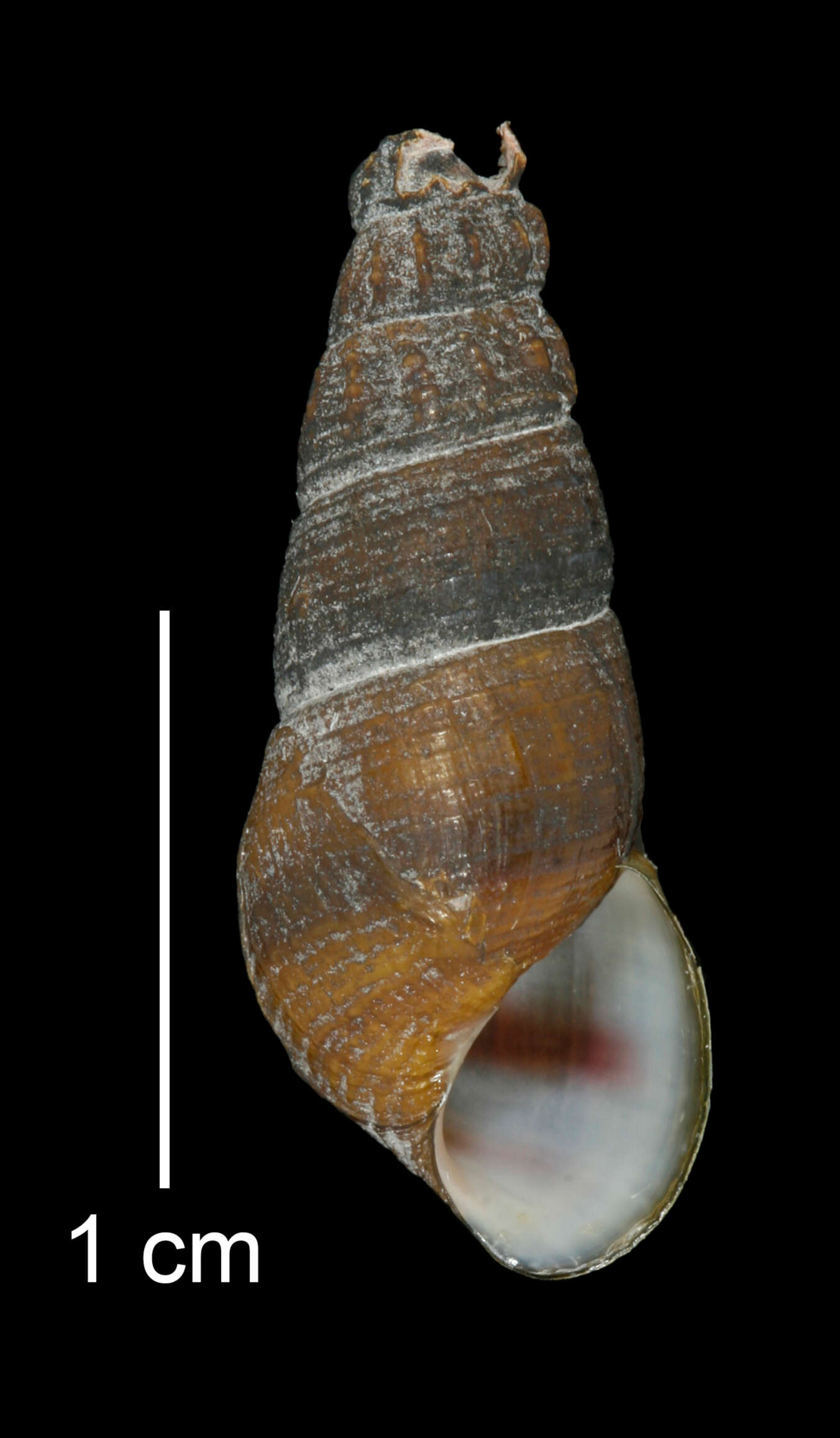 Image of Juga plicifera (I. Lea 1838)