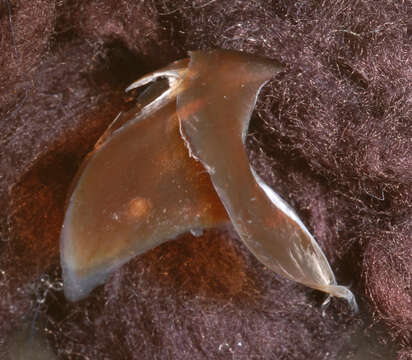 Image of Atlantic bird squid