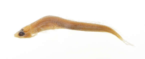 Image of Rusichthys