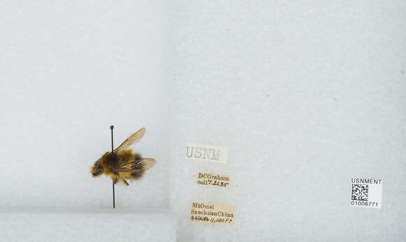 Image of Bombus haematurus Kriechbaumer 1870