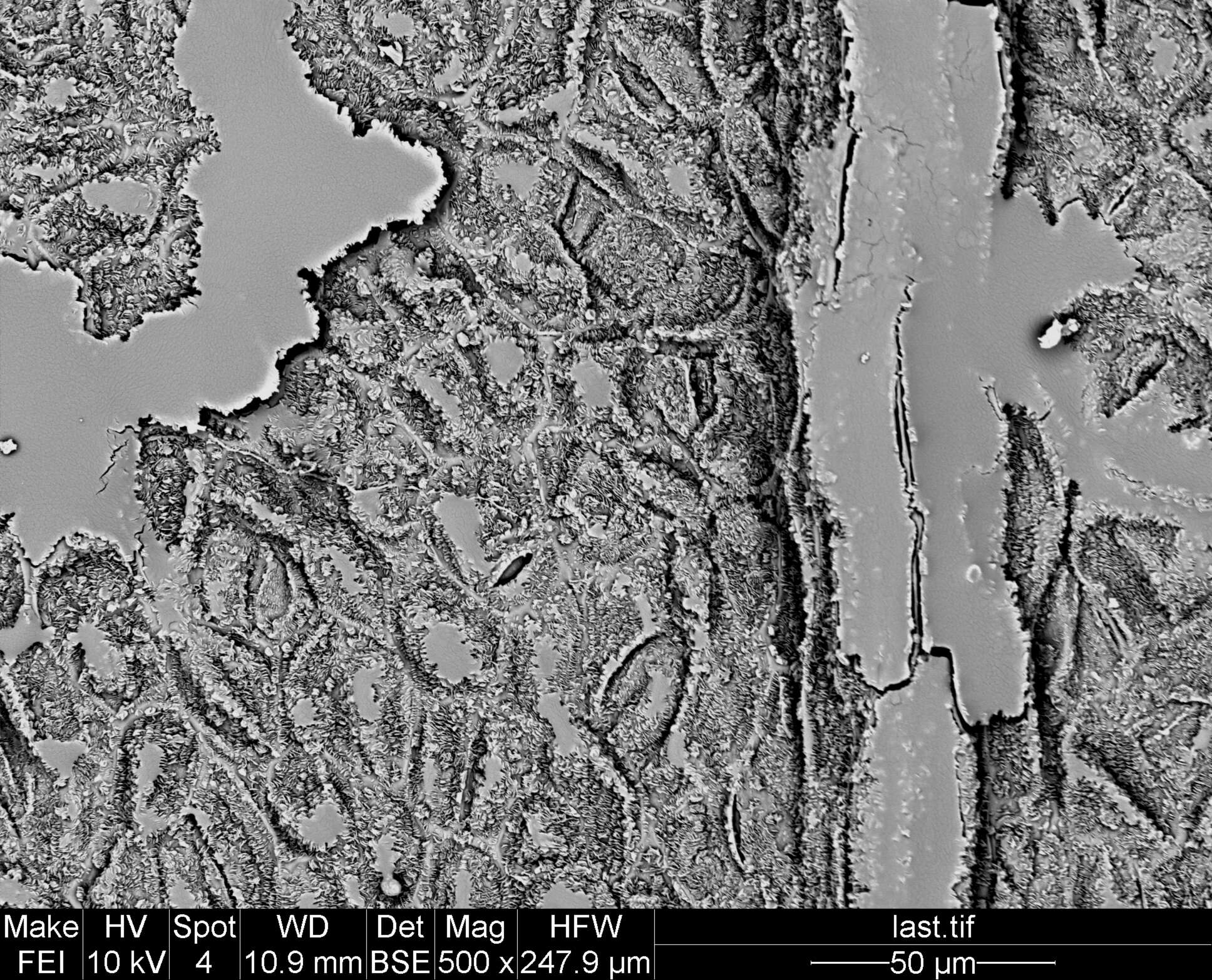 Image de Staphylea holocarpa Hemsl.