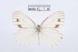 Image of Pieris dulcinea (Butler 1882)