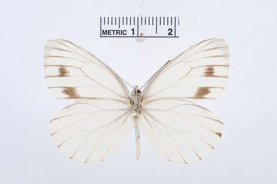 Image of Pieris dulcinea (Butler 1882)