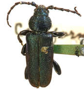 Image of Callidium californicum Casey 1912