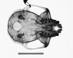 Image of Trachypithecus cristatus cristatus (Raffles 1821)