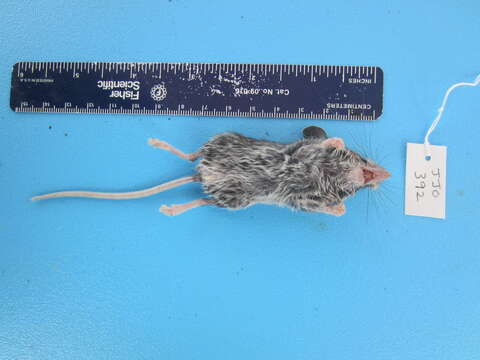 Image of Deer Mouse