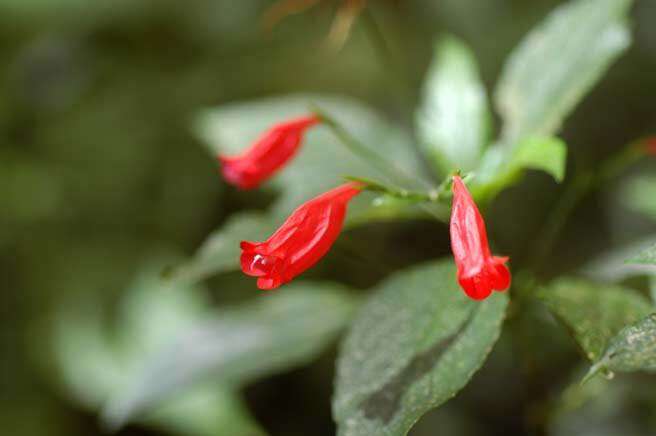 Image of tropical wild petunia