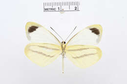 Image of Enantia melite (Linnaeus 1763)