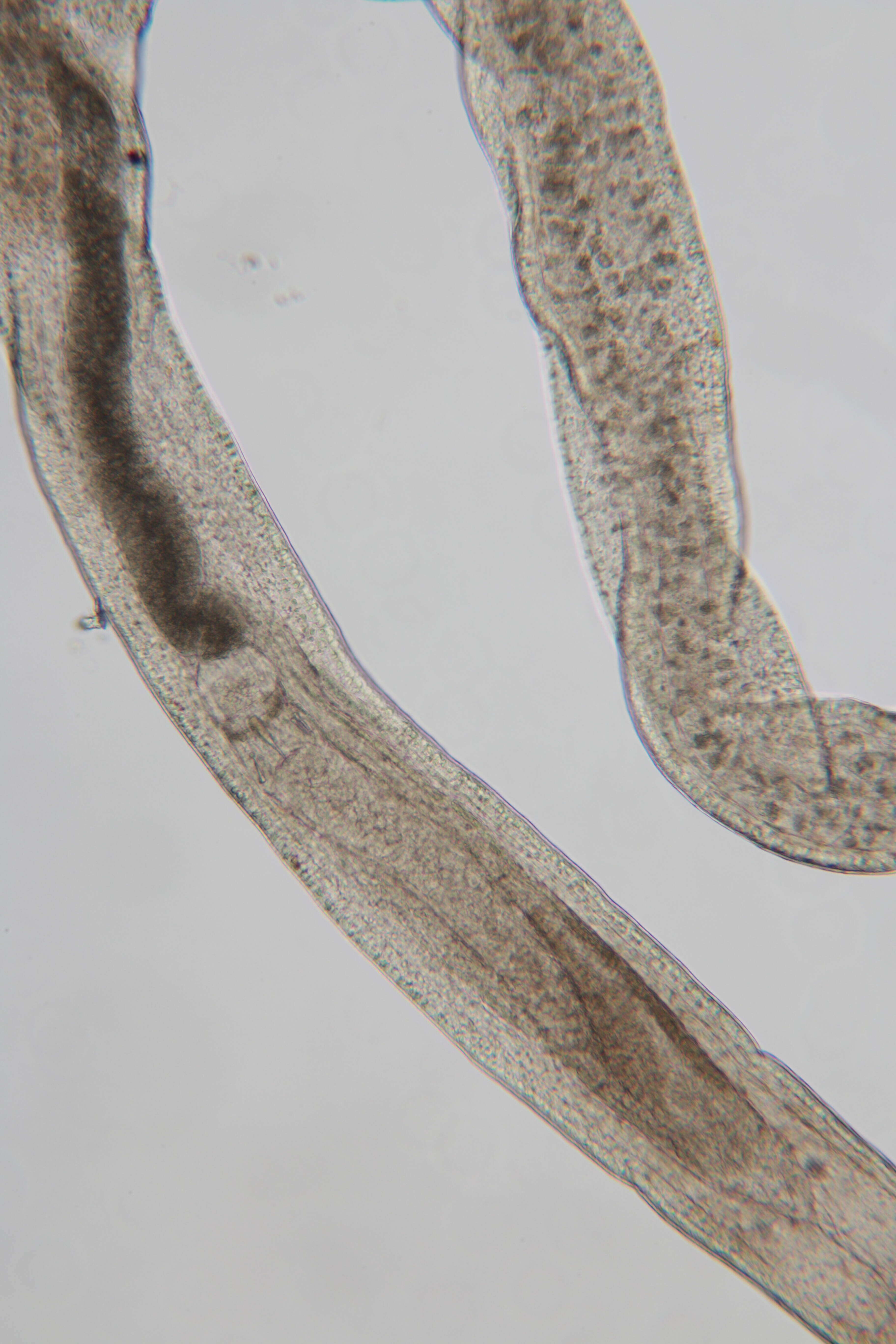 Image of Ototyphlonemertes (Duplex) duplex Bürger 1895