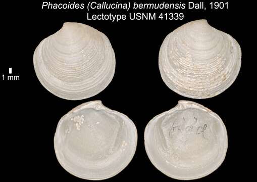 Image of Lucinoma bermudensis (Dall 1901)