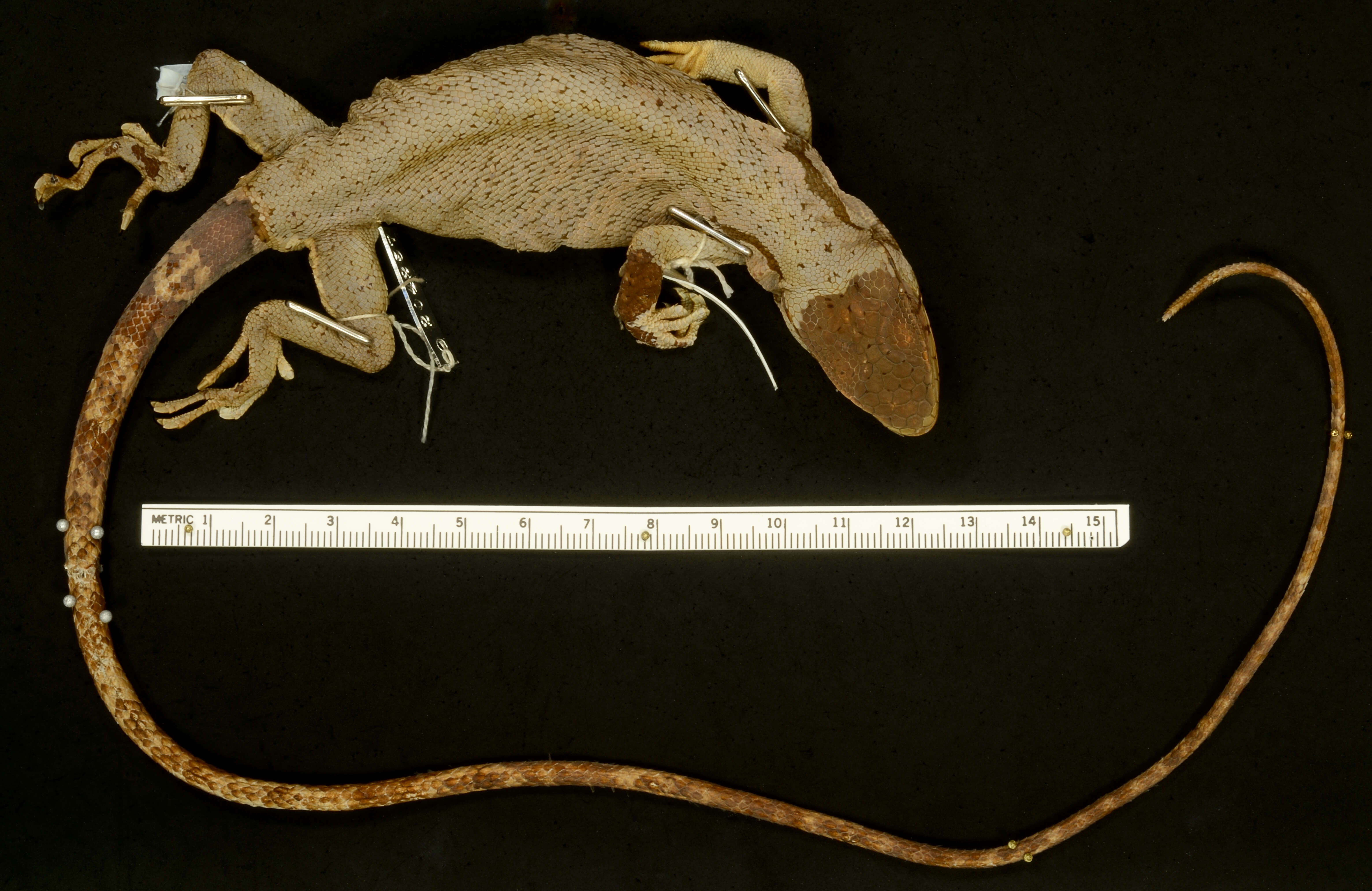 Image of Berthold's Bush Anole