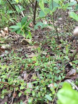 Image of dwarf huckleberry