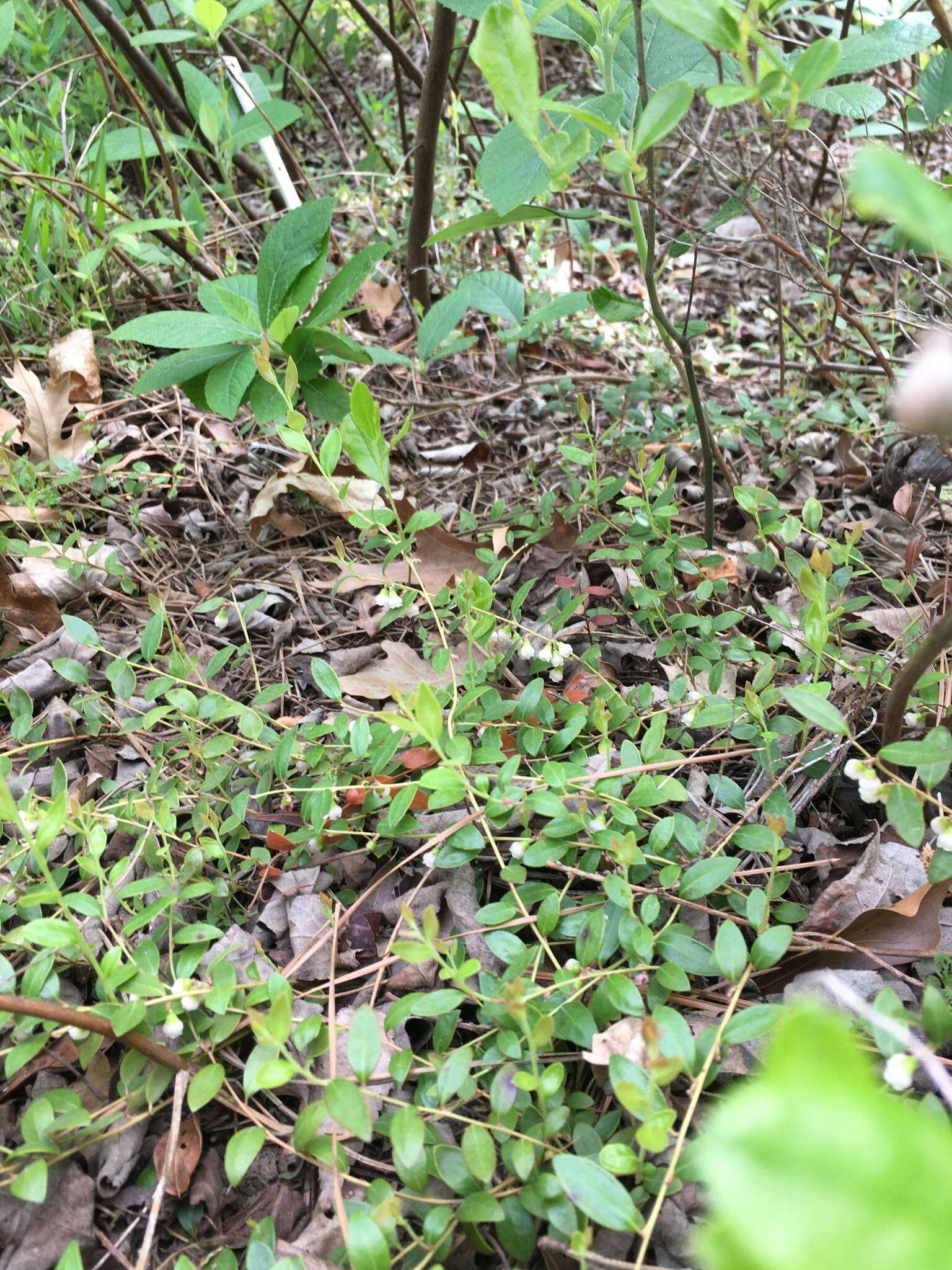 Image of dwarf huckleberry