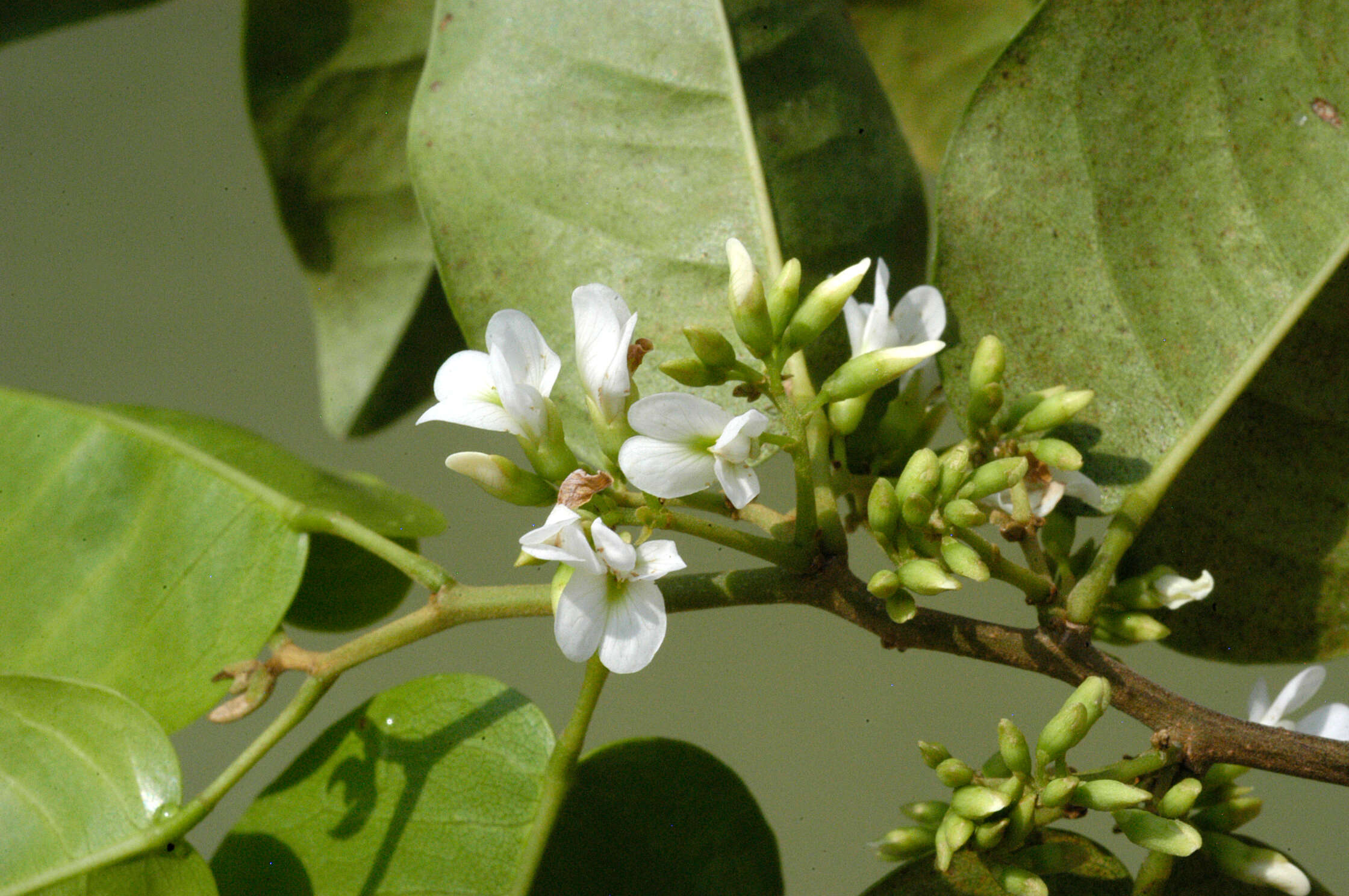 Plancia ëd Dalbergia brownei (Jacq.) Urb.