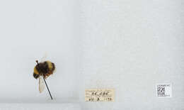 Image of White-tailed bumblebee