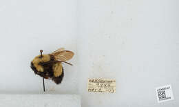 Слика од Bombus affinis Cresson 1864