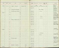 Sivun Myiozetetes cayanensis hellmayri Hartert & Goodson 1917 kuva