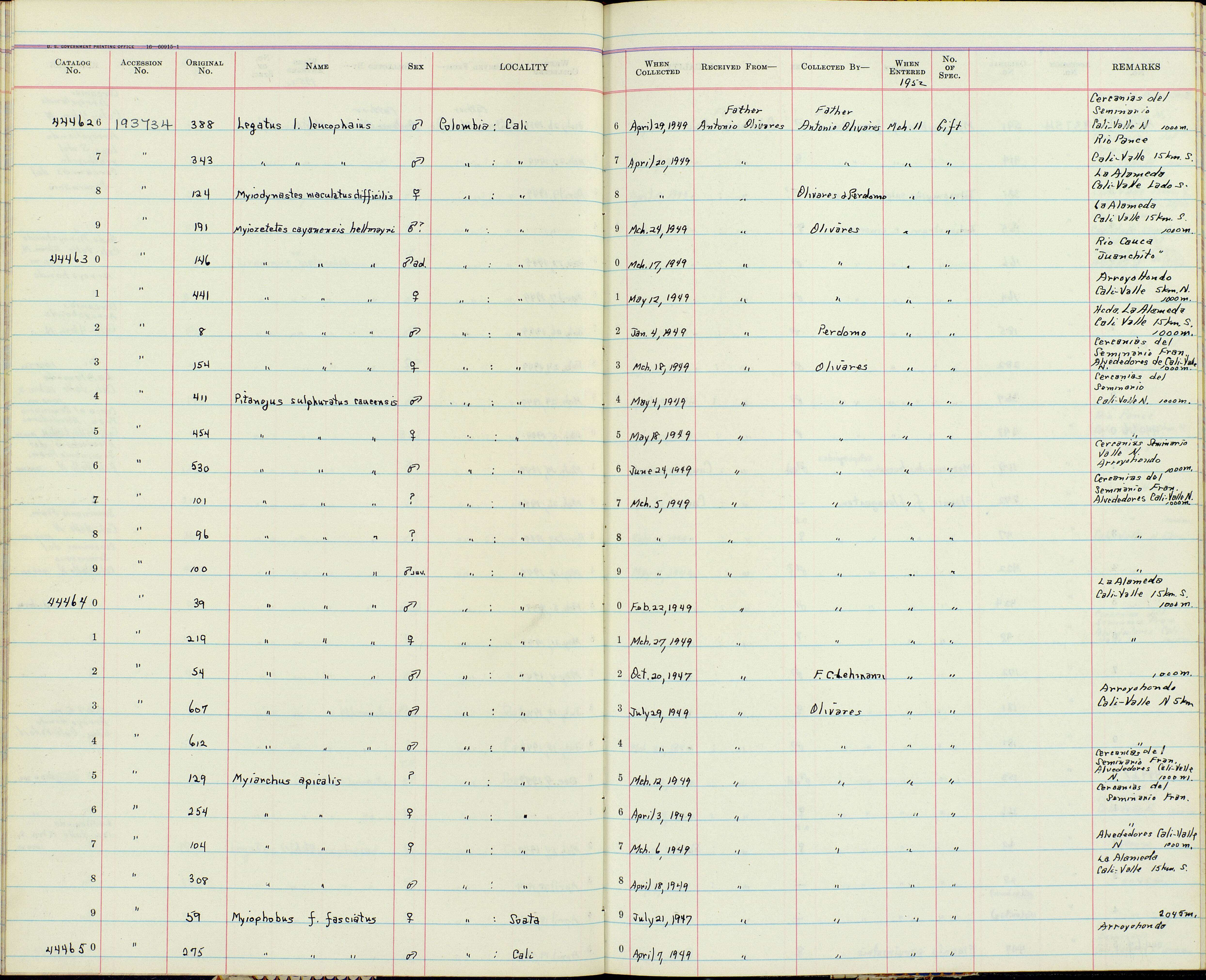 Sivun Myiozetetes cayanensis hellmayri Hartert & Goodson 1917 kuva