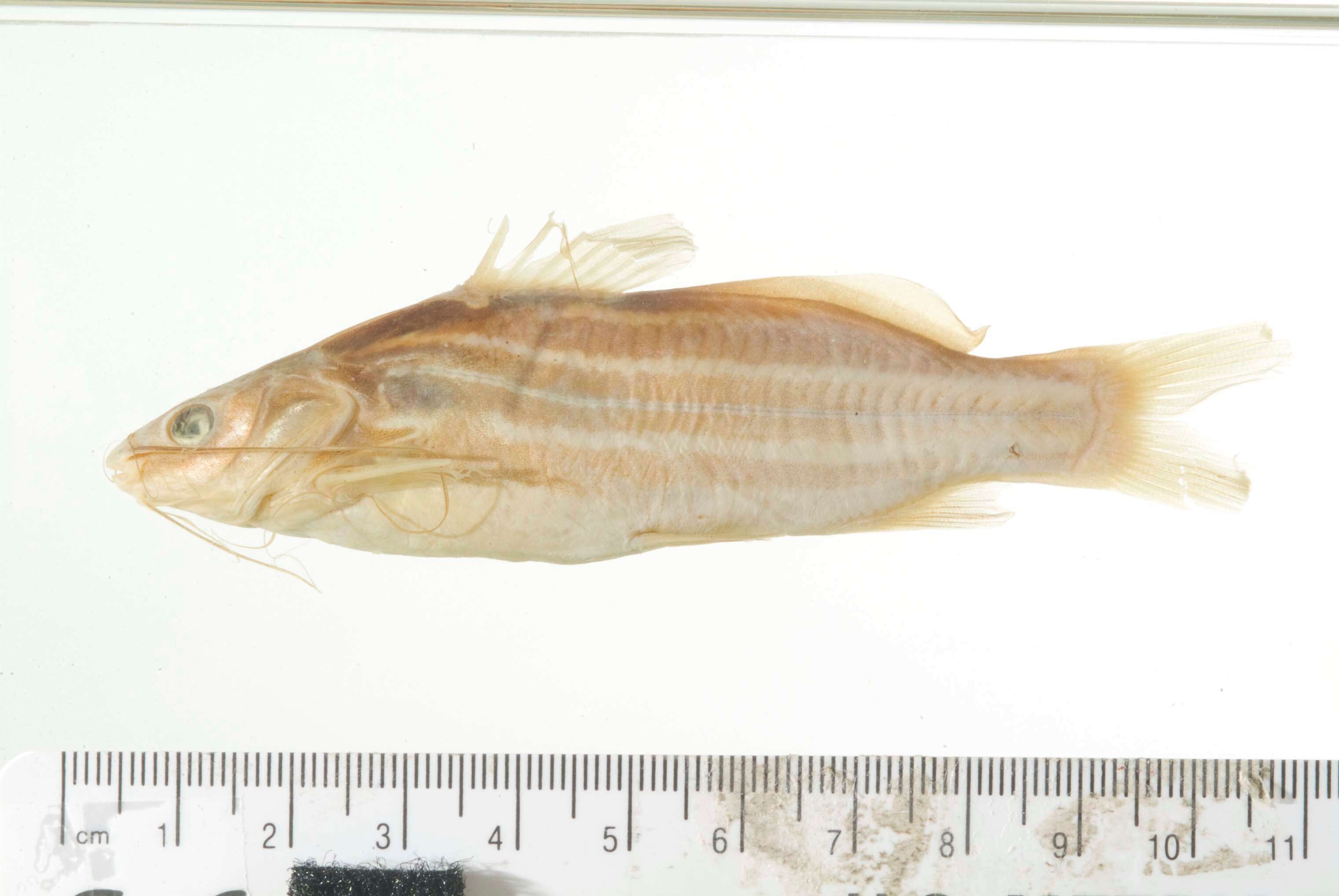 Image of Striped catfish