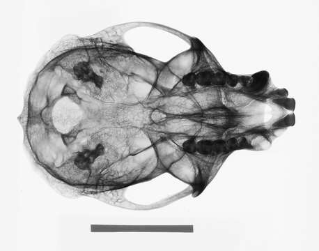 Image of Cercopithecus nictitans nictitans (Linnaeus 1766)