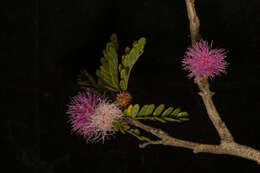 Imagem de <i>Mimosa tricephala</i> var. <i>nelsonii</i>