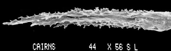 Image of Sporadopora dichotoma (Moseley 1876)