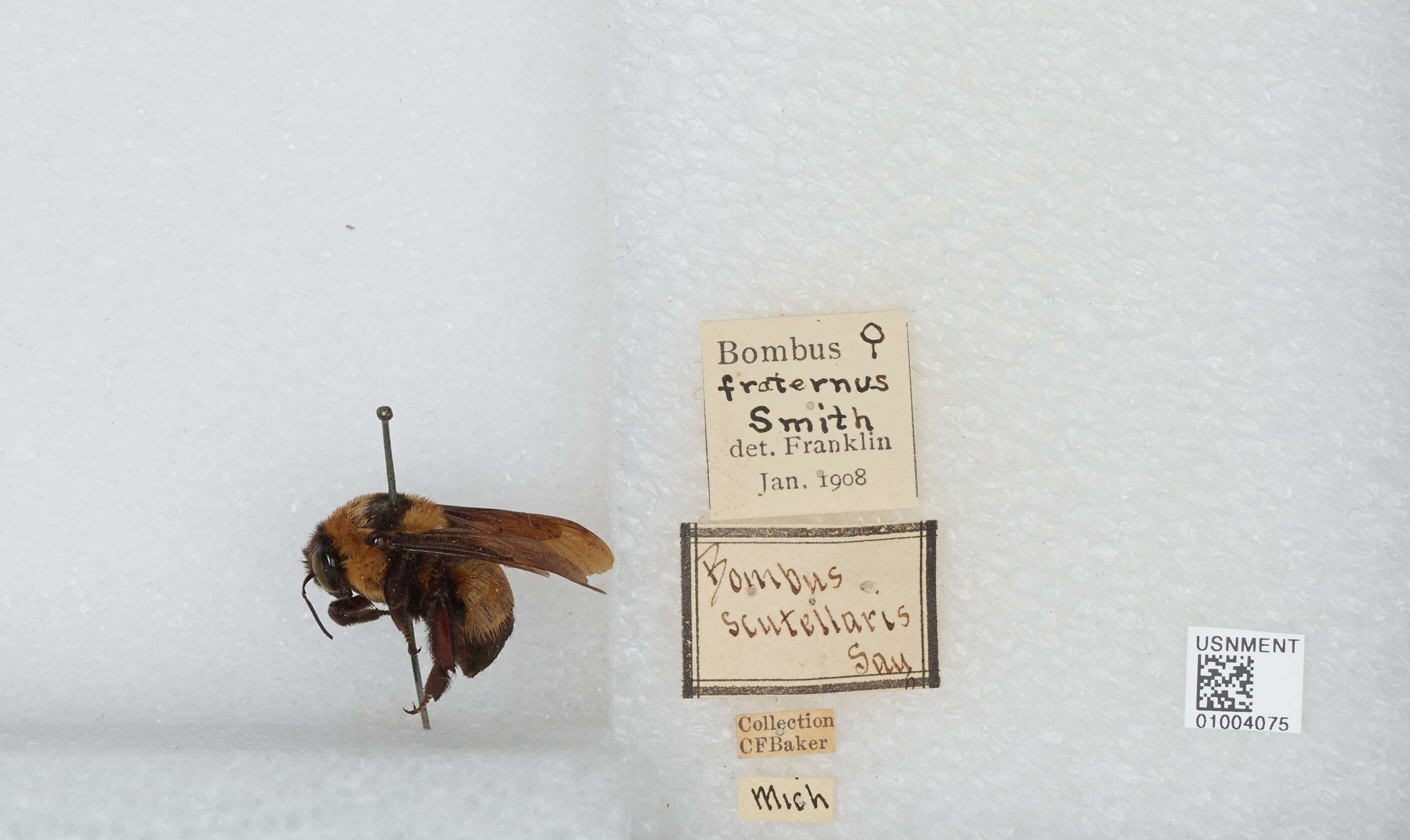 Слика од Bombus fraternus (Smith 1854)