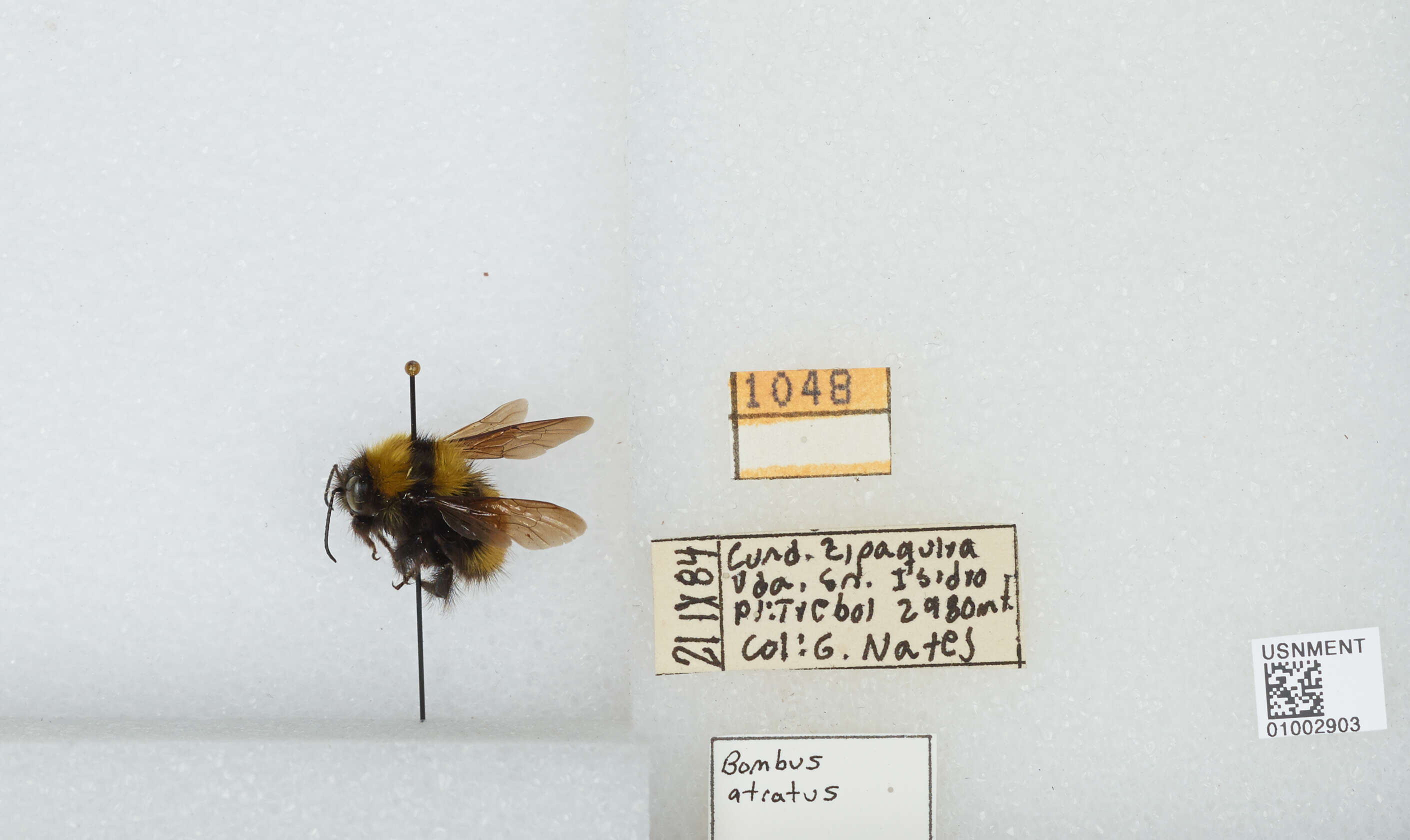 Image of Bombus pauloensis Friese 1912