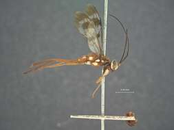 Image of Nesolinoceras ornatipennis (Cresson 1865)