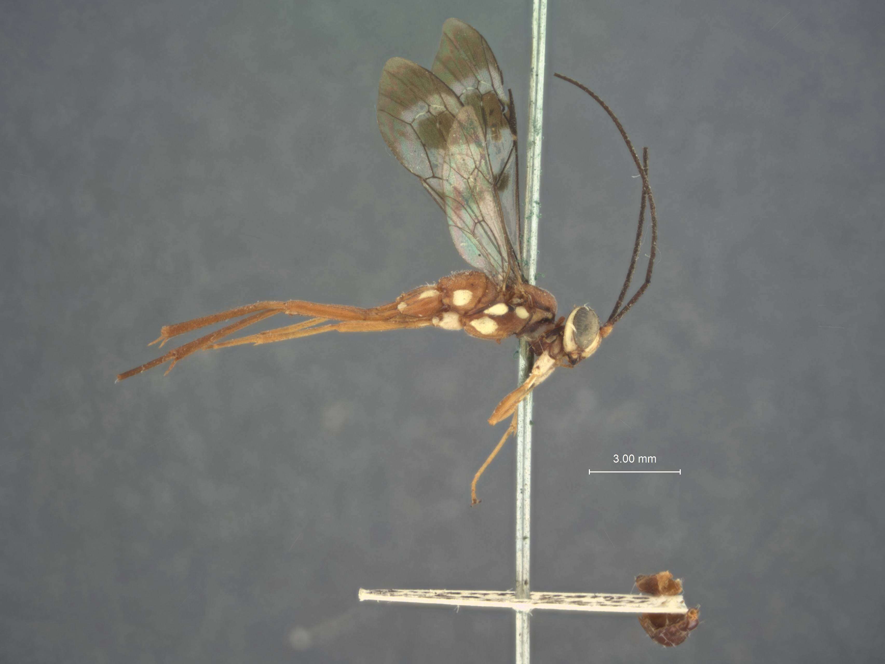 Image of Nesolinoceras ornatipennis (Cresson 1865)