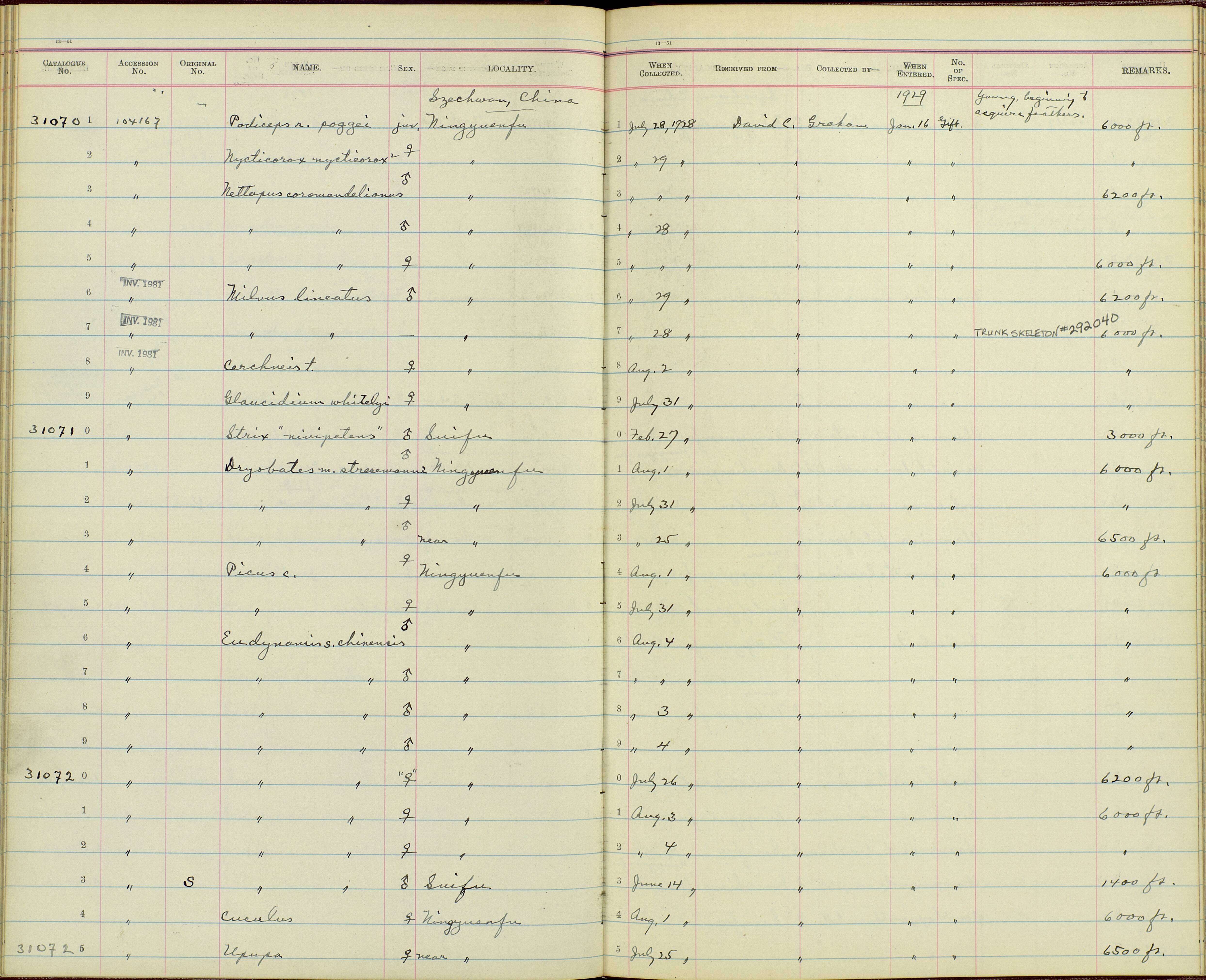 Sivun Picus canus sordidior (Rippon 1906) kuva