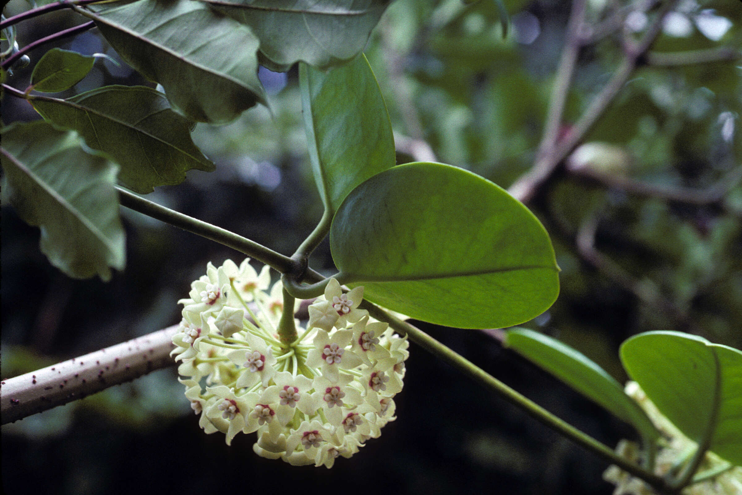 Image of Wax flower