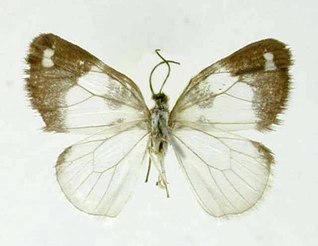 Image of Heterusia aperta Dognin 1913