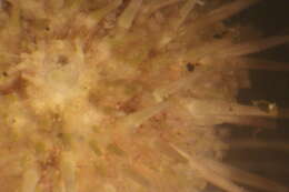 Image of green sea urchin