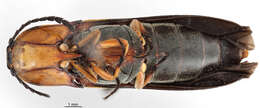 Image of Elateridae