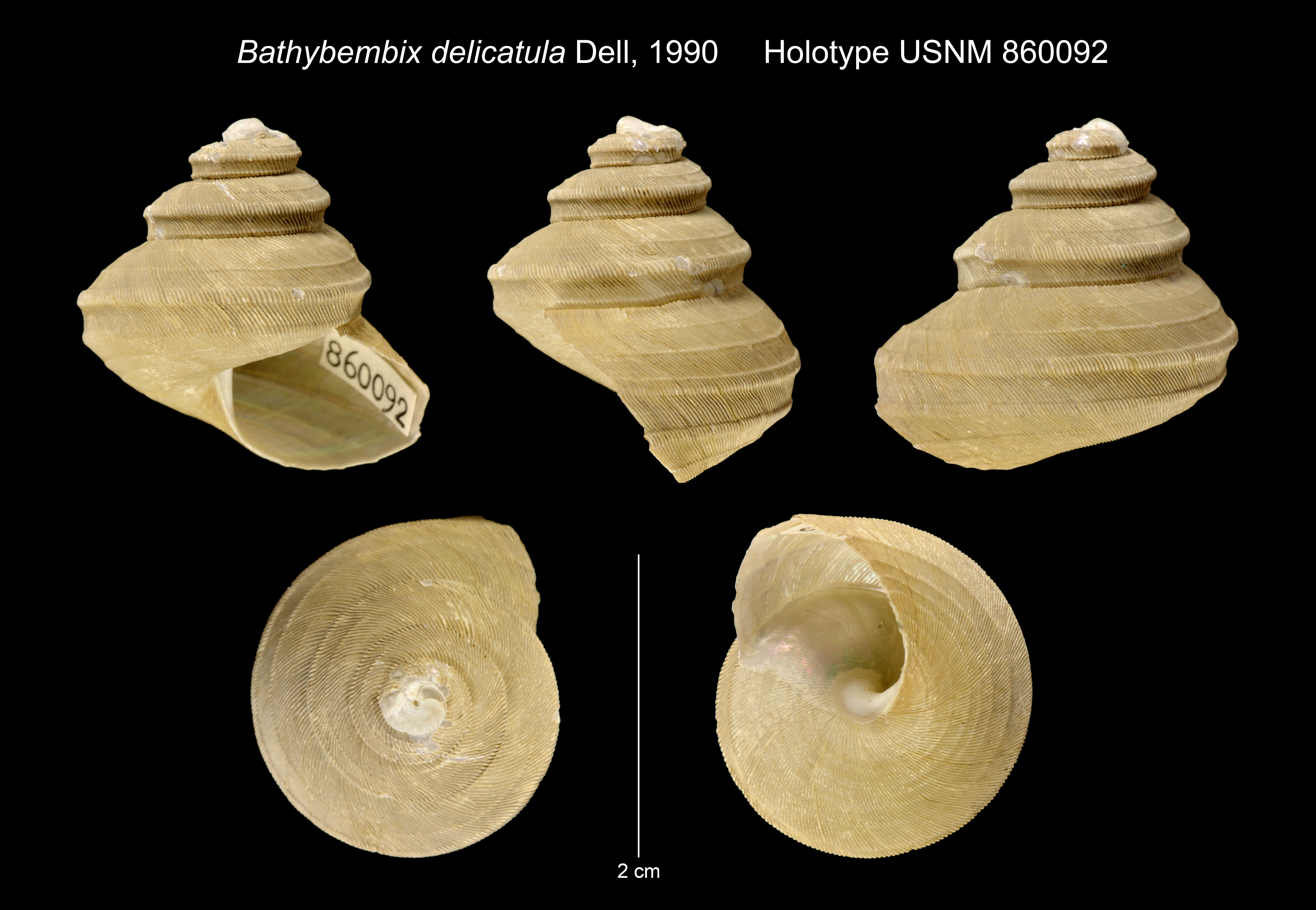 Image of Bathybembix delicatula Dell 1990