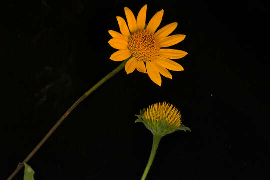 صورة Tithonia rotundifolia (P. Mill.) Blake