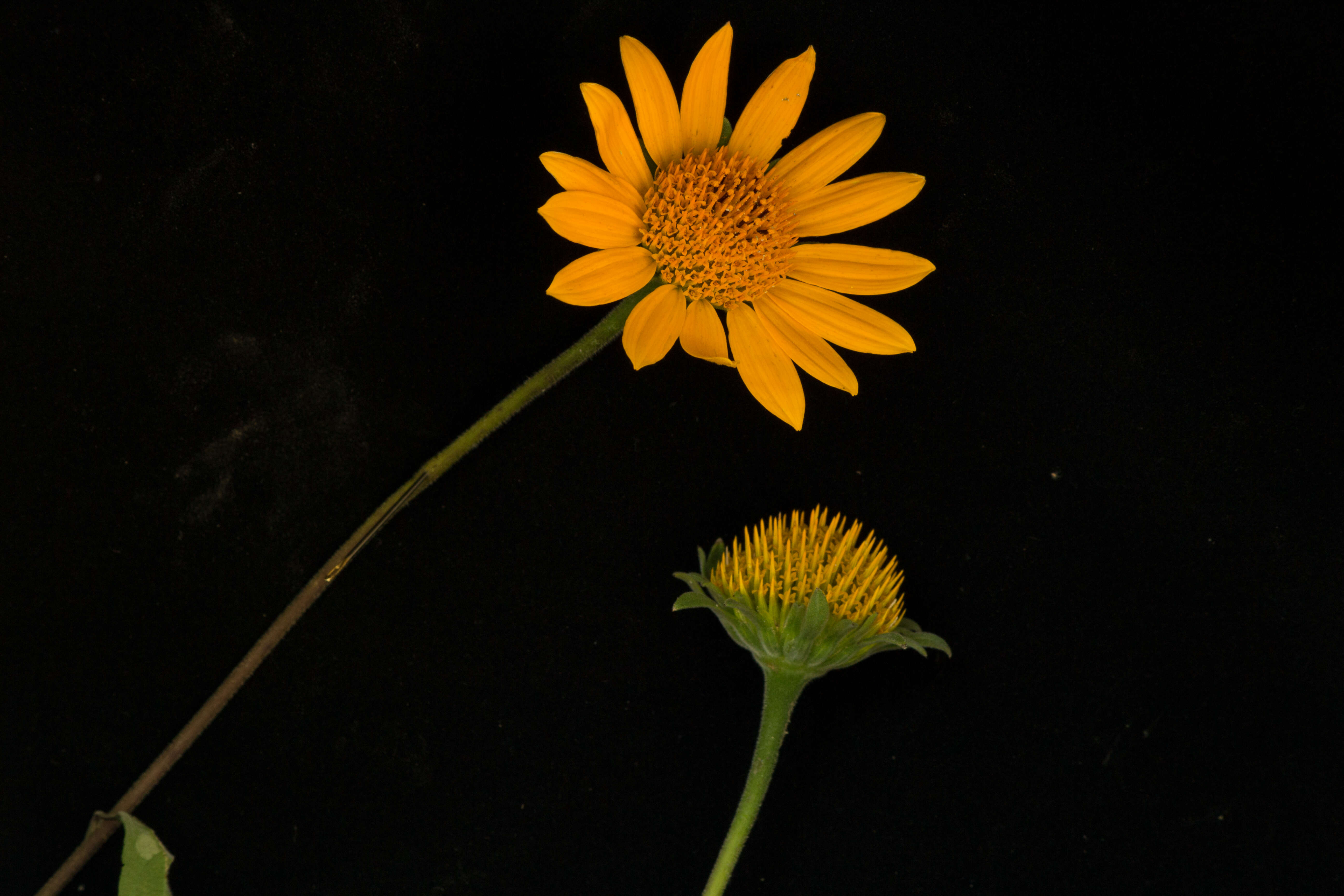 صورة Tithonia rotundifolia (P. Mill.) Blake