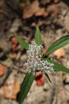 Image of aquatic milkweed