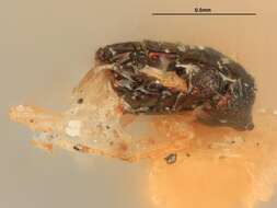 Elachertus multidentatus (Girault 1917) resmi