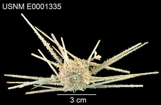 Image of Goniocidaris subgen. Cyrtocidaris Mortensen 1927