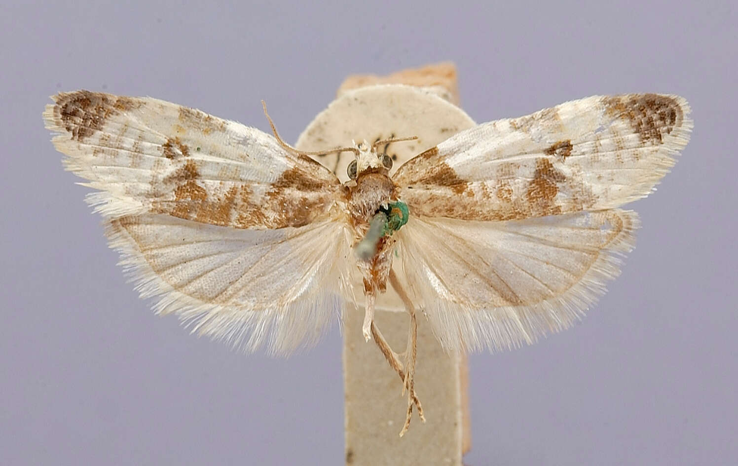 Image of Commophila fuscodorsana Kearfott 1904