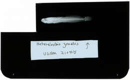 صورة Hetereleotris zonata (Fowler 1934)