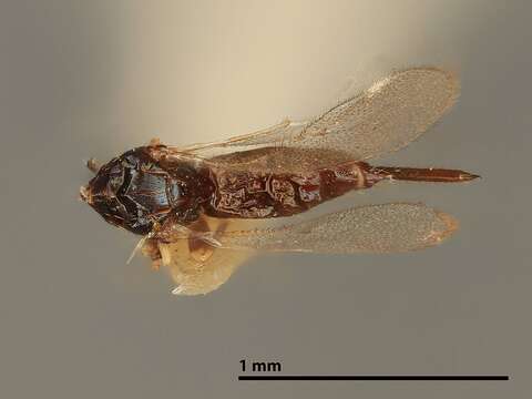 Image of Aprostocetus irvingi (Girault 1917)