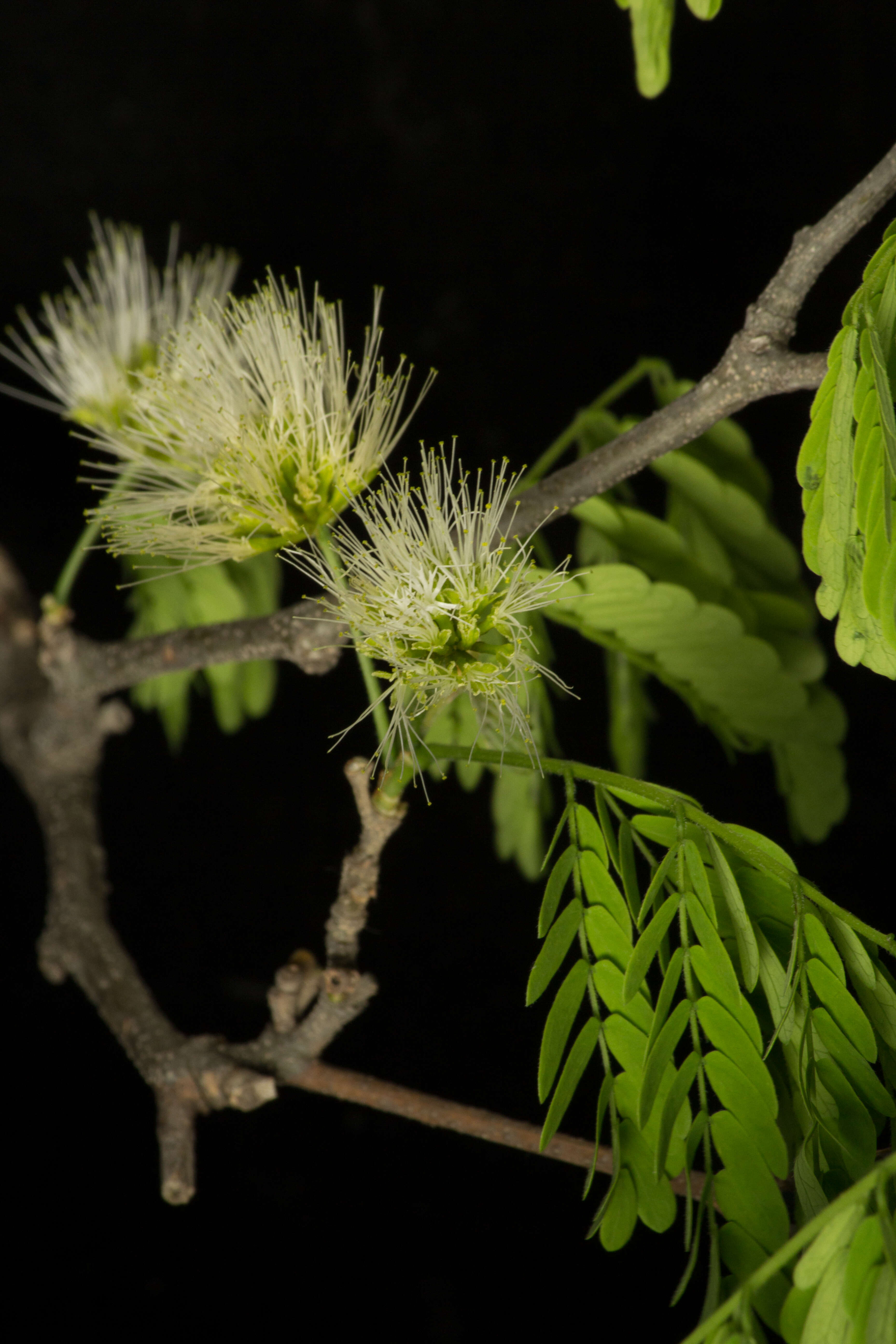 Plancia ëd Chloroleucon mangense (Jacq.) Britton & Rose