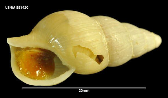 Image of Probuccinum tenuistriatum Hedley 1916