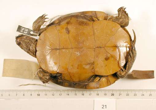 Image of Southern painted turtle