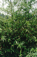 Image of black bamboo