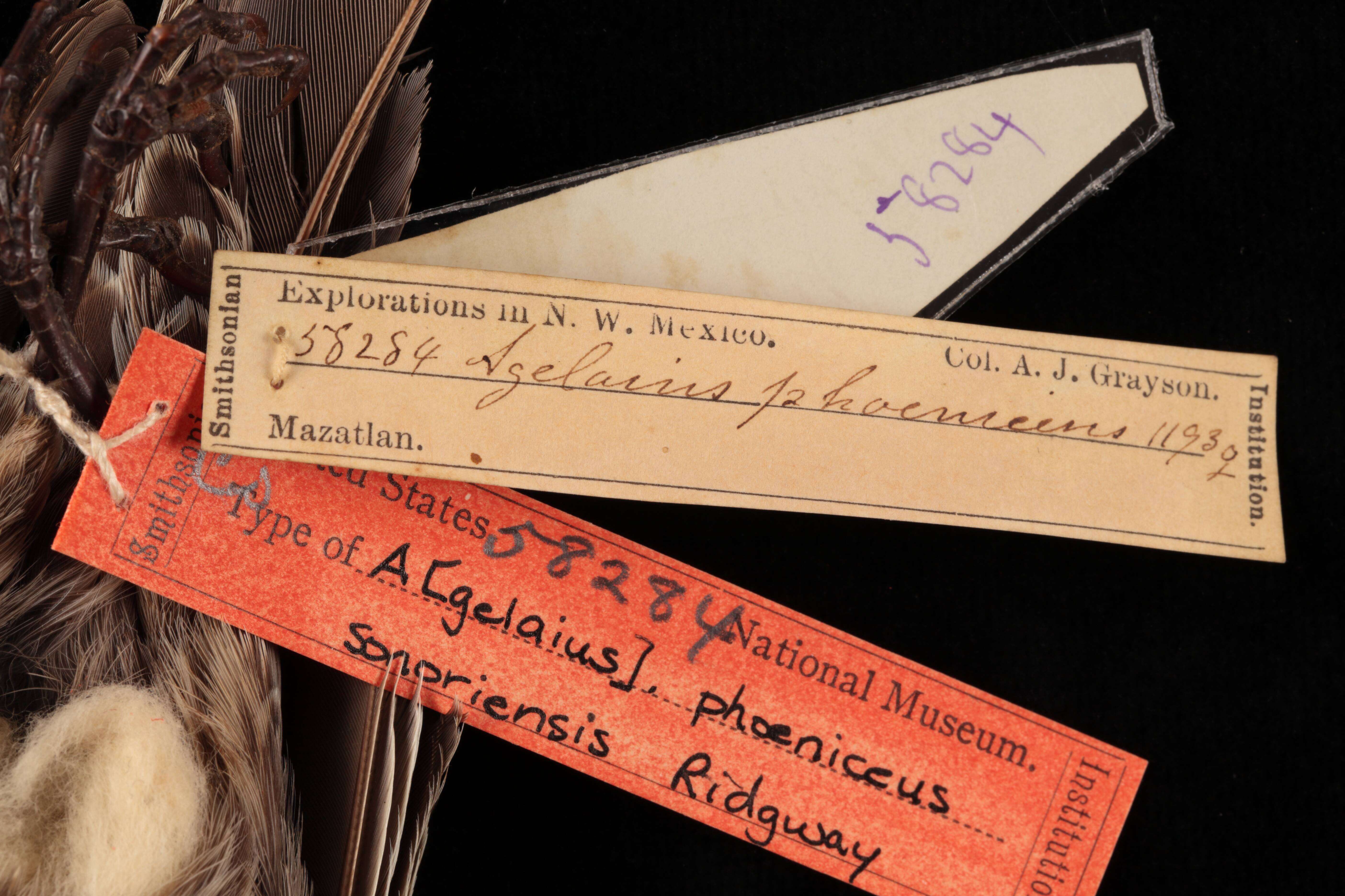 Image of Agelaius phoeniceus sonoriensis Ridgway 1887